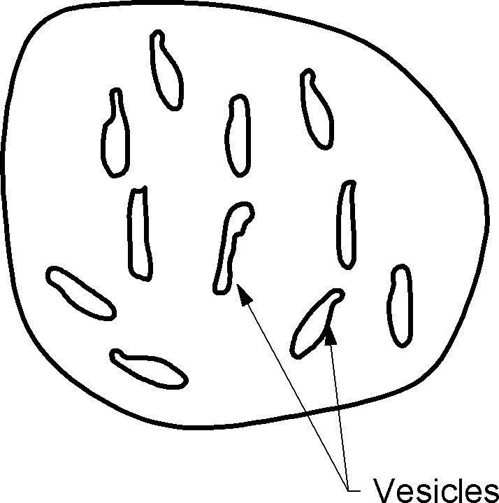 vesicular*******************************************************************************