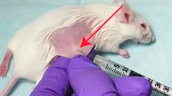Pinna Injection Mouse Virtual Labs